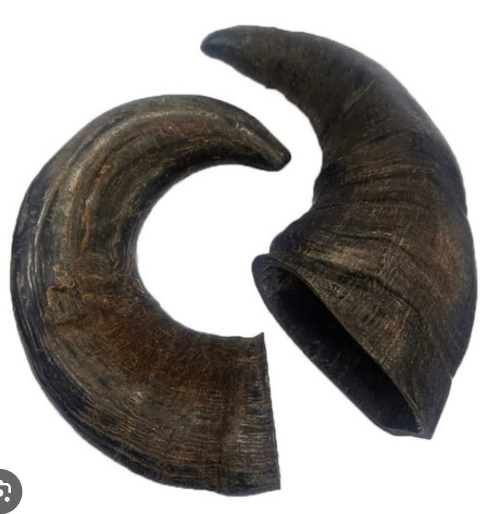 Buffalo Horns (Large)