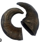 Buffalo Horns (Large)