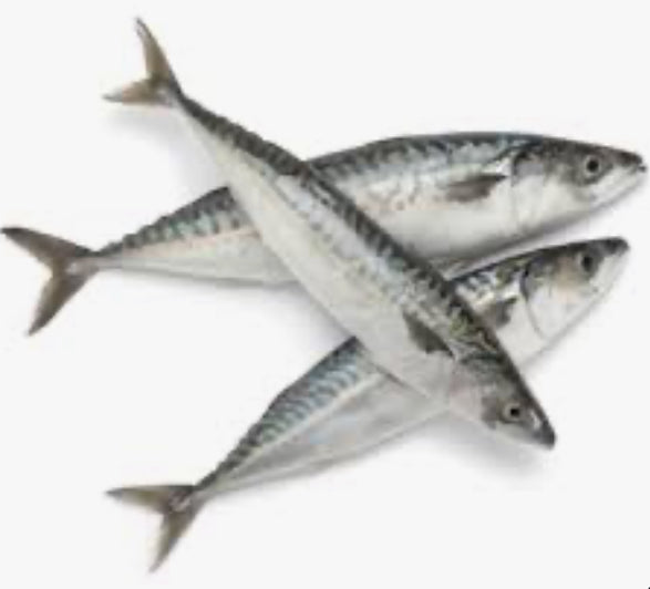 Mackerel
