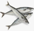 Mackerel