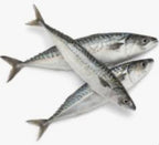 Mackerel