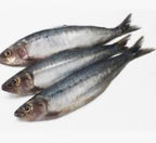 Sardines