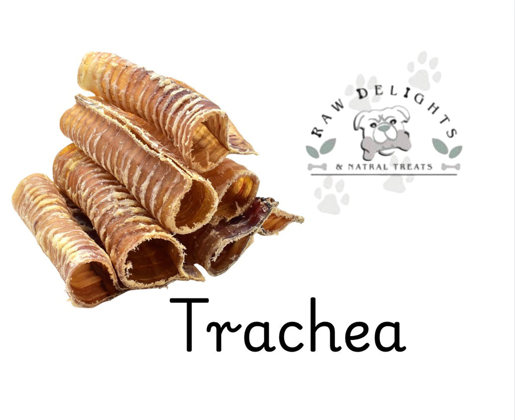 Trachea (Small)