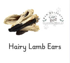 Hairy Lamb Ears (Bulk)