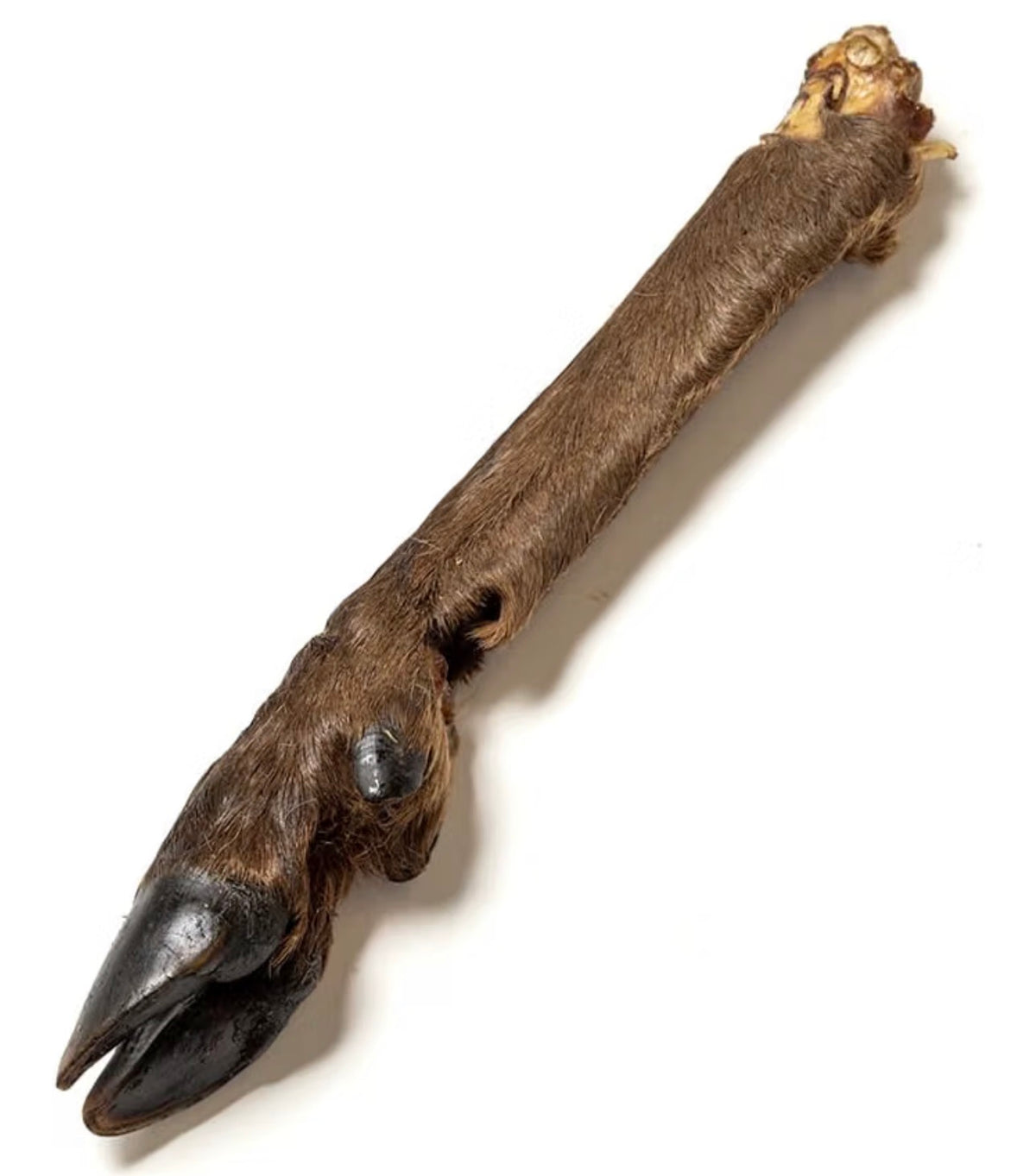 Large Venison (Deer) Legs