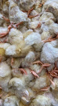 Day Old Chicks - 1kg Bags