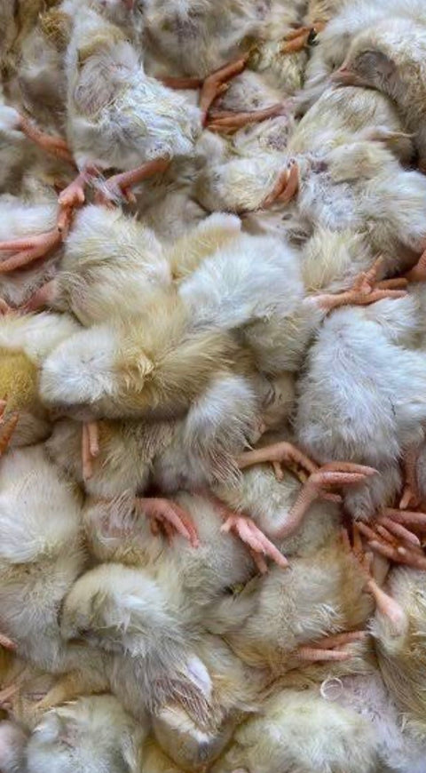 Day Old Chicks - 1kg Bags