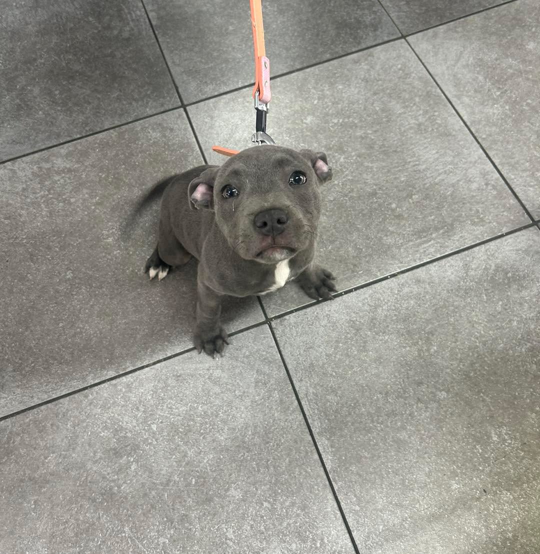Helping customers find the right food, treats and essentials.
